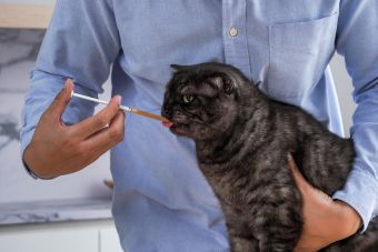 CẨM NANG CHĂM SÓC: HIỂU VỀ BỆNH THẬN MẠN (CKD) ĐỂ KÉO DÀI TUỔI THỌ CHO MÈO CƯNG 